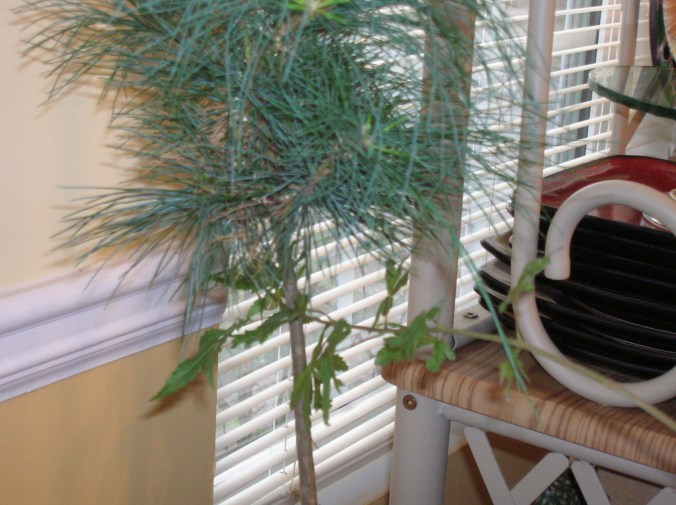 2017 11 14 Groot and Charlie 2